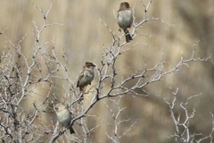Passer hispaniolensis