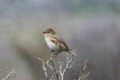Passer hispaniolensis