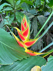 Heliconia wagneriana image