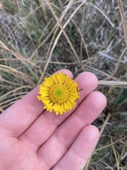 Helenium pinnatifidum
