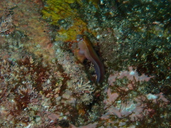 Parablennius laticlavius