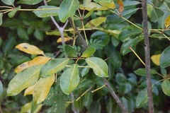 Tabebuia heterophylla