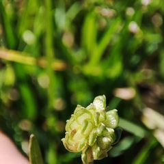 Ranunculus trilobus