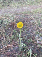 Helenium pinnatifidum