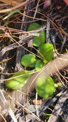 Erigeron vernus