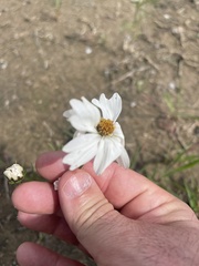 Bidens alba