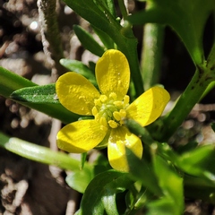 Ranunculus trilobus