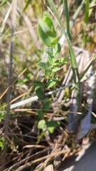 Hypericum tetrapetalum