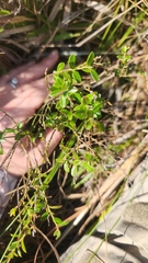 Vaccinium myrsinites