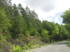 Pinus sylvestris sylvestris