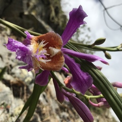 Sobralia dichotoma