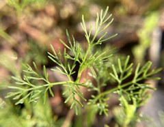 Ptilimnium capillaceum