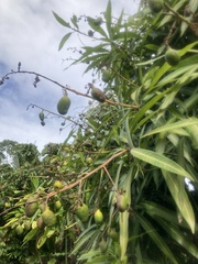 Mangifera