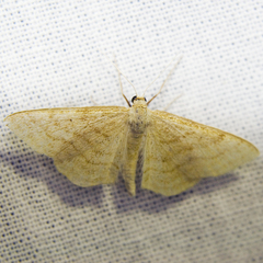 Idaea ochrata