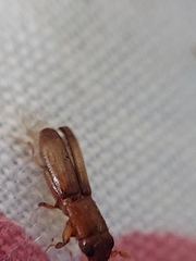 Euplatypus compositus