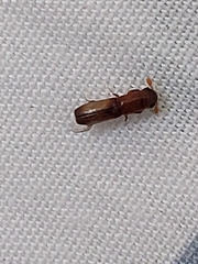 Euplatypus compositus