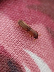 Euplatypus compositus