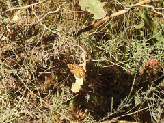 Heteronympha penelope