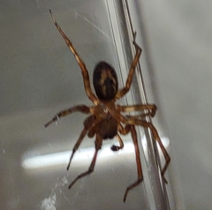 Amaurobius