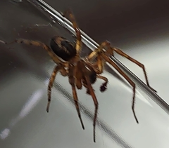 Amaurobius