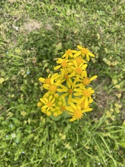 Senecio ampullaceus