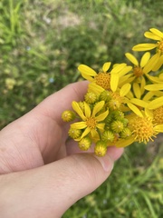 Senecio ampullaceus