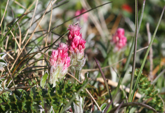 Antennaria dioica