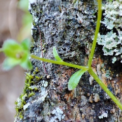 Micranthes clusii lepismigena