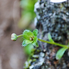 Micranthes clusii lepismigena