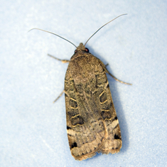 Noctua orbona