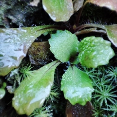 Micranthes clusii lepismigena