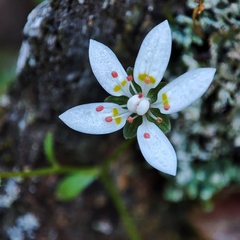 Micranthes clusii lepismigena
