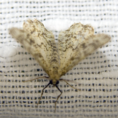 Heliomata glarearia