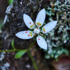 Micranthes clusii lepismigena