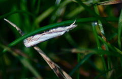 Crambus agitatellus