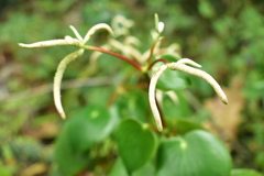 Peperomia tristachya
