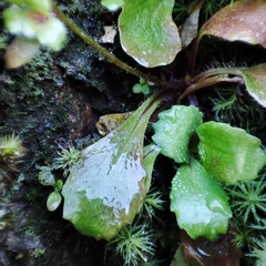 Micranthes clusii lepismigena