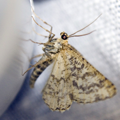 Heliomata glarearia