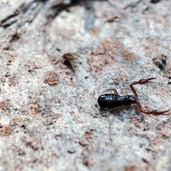 Neobisium