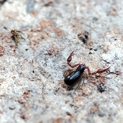 Neobisium