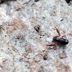 Neobisium