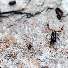 Neobisium
