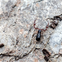 Neobisium