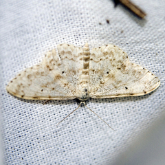 Scopula marginepunctata