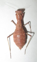Ligaria