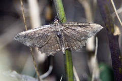 Philereme transversata