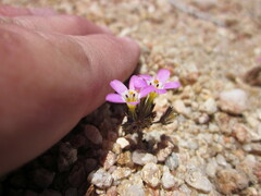Linanthus killipii