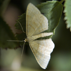 Idaea rufaria