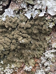 Melanohalea elegantula