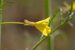 Eulobus californicus